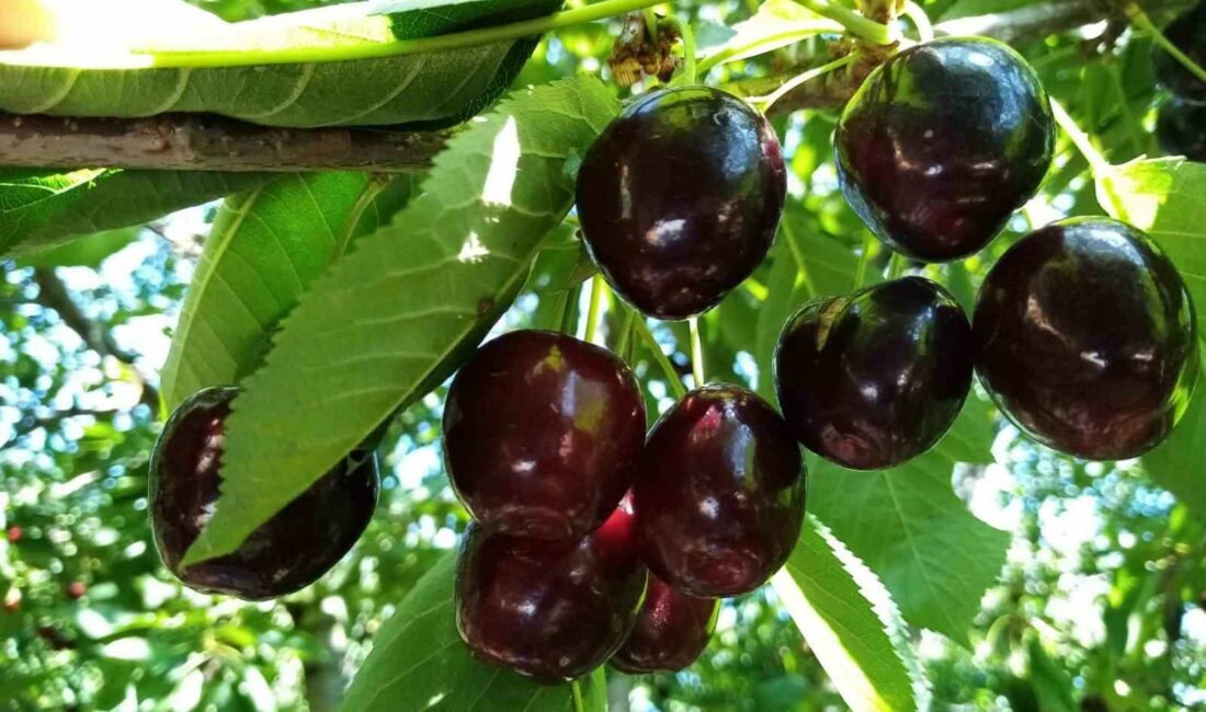 Bin 350 rakımda kiraz hasadı BURSA'NIN İNEGÖL İLÇESİNDE 1350 RAKIMDA NAPOLYON KİRAZ HASADI BAŞLADI. KİLOSU