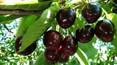 BURSA'NIN İNEGÖL İLÇESİNDE 1350 RAKIMDA NAPOLYON KİRAZ HASADI BAŞLADI. KİLOSU