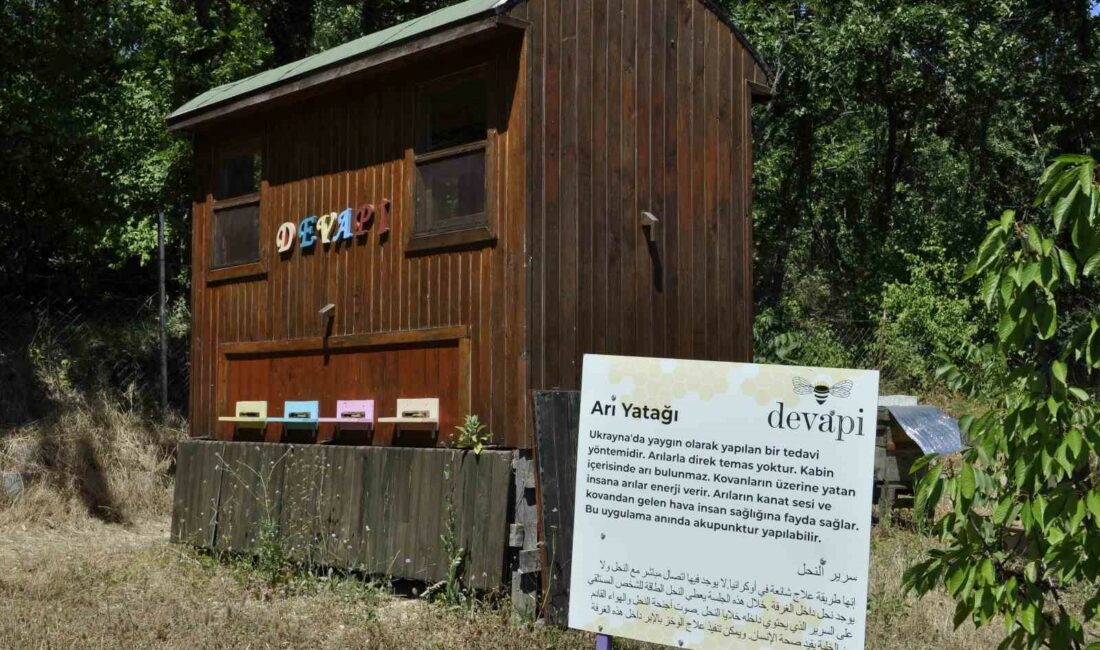 Binlerce arının üzerine yatan, daha dinç kalkıyor BURSA’DA BİR TIBBİ AROMATİK BAHÇEDE YER ALAN TERAPİ YÖNTEMİ YERLİ