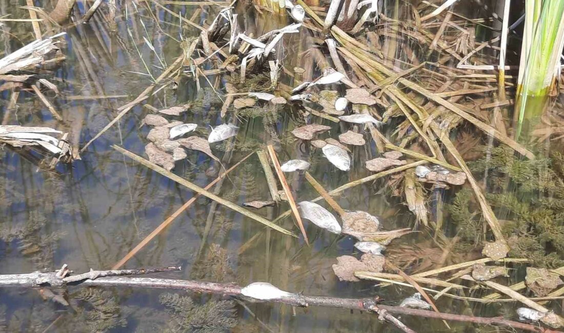 Bursa Kurtul göletinde balık ölümleri BURSA'NIN GEMLİK İLÇESİ KURTUL GÖLETİNDE ÖLEN BALIKLAR KIYAYA VURDU.