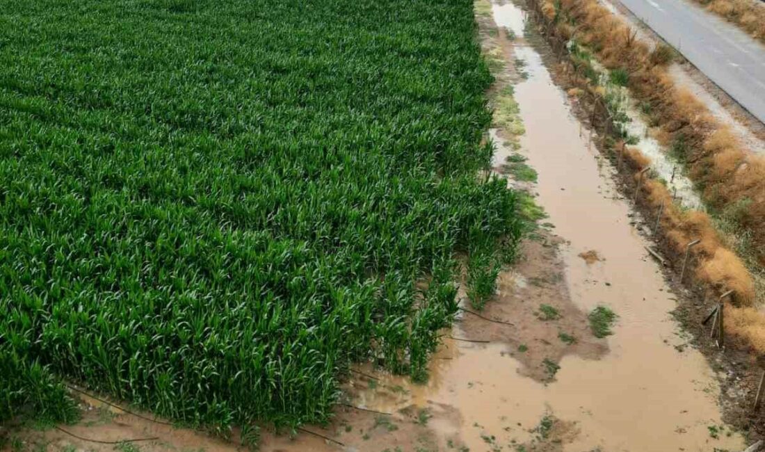 Bursa Ovası’nda binlerce dönüm ekili alan sular altında YENİŞEHİR'DE BİNLİRCE DÖNÜM EKİLİ ALAN SAĞANAK YAĞIŞTAN ETKİLENDİ