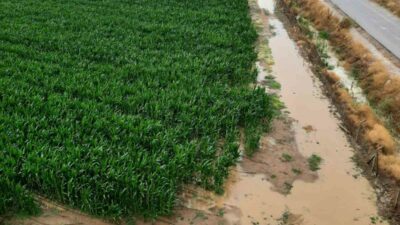 YENİŞEHİR'DE BİNLİRCE DÖNÜM EKİLİ ALAN SAĞANAK YAĞIŞTAN ETKİLENDİ