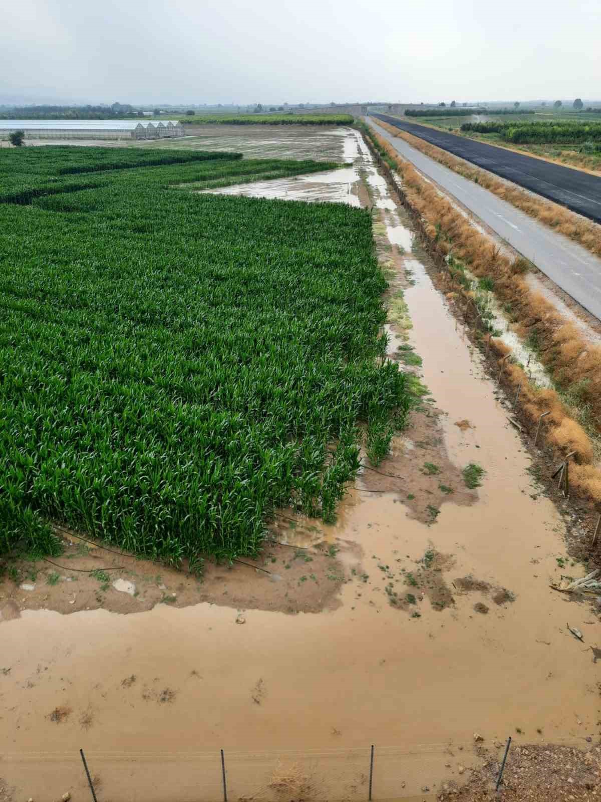 YENİŞEHİR'DE BİNLİRCE DÖNÜM EKİLİ ALAN SAĞANAK YAĞIŞTAN ETKİLENDİ