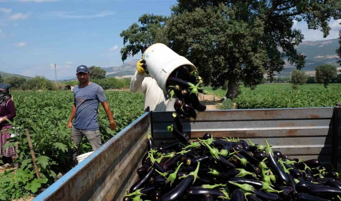 ORHANGAZİ’DE TARIM SEKTÖRÜNÜN EN ÖNEMLİ ÜRÜNLERİNDEN OLAN PATLICAN İÇİN HASAT