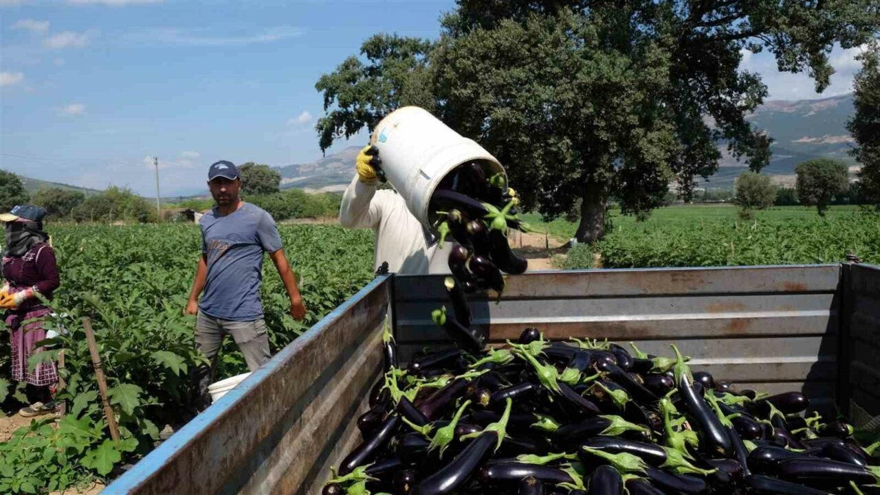 ORHANGAZİ’DE TARIM SEKTÖRÜNÜN EN ÖNEMLİ ÜRÜNLERİNDEN OLAN PATLICAN İÇİN HASAT
