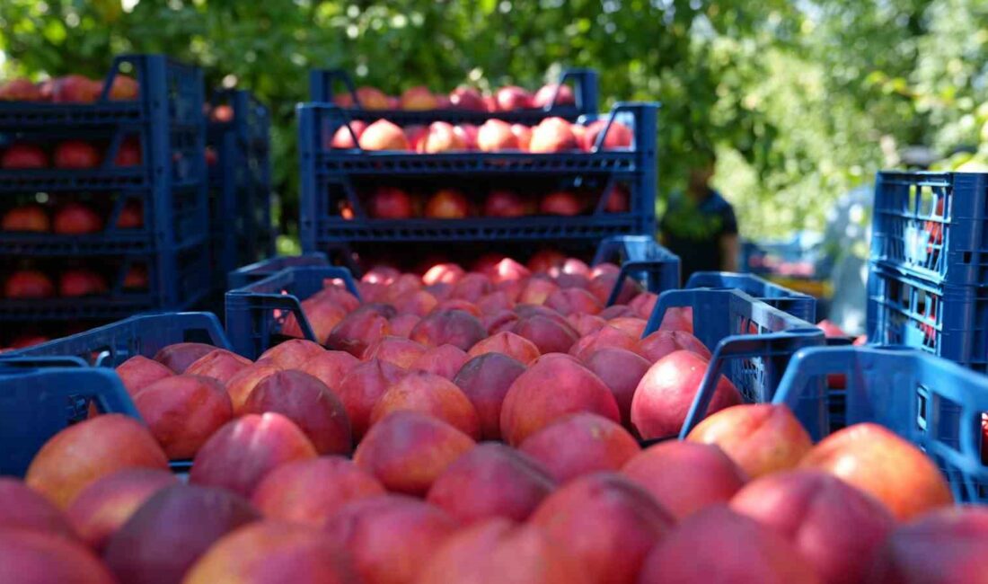 DÜNYANIN EN VERİMLİ OVALARINDAN BİRİ OLAN GÜRSU OVASI'NDA ŞEFTALİ VE