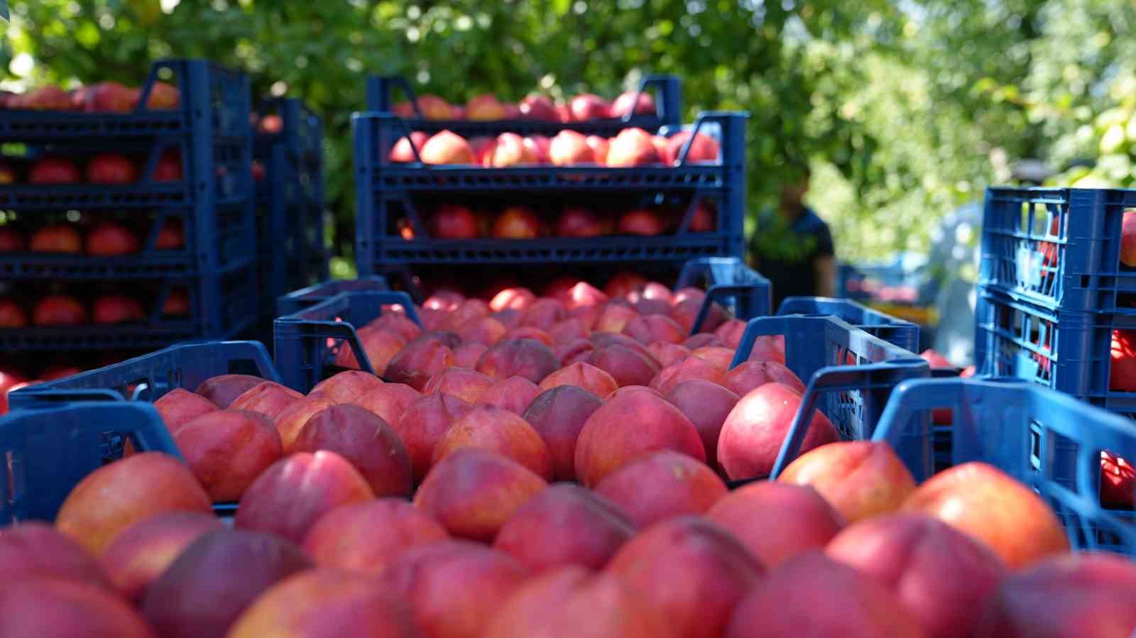 DÜNYANIN EN VERİMLİ OVALARINDAN BİRİ OLAN GÜRSU OVASI'NDA ŞEFTALİ VE