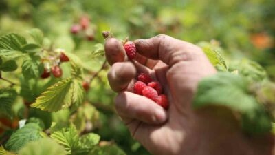 TÜRKİYE'NİN AHUDUDU ÜRETİMİNİN BÜYÜK BÖLÜMÜNÜN KARŞILANDIĞI BURSA'DA, AHUDUDU HASADI BU