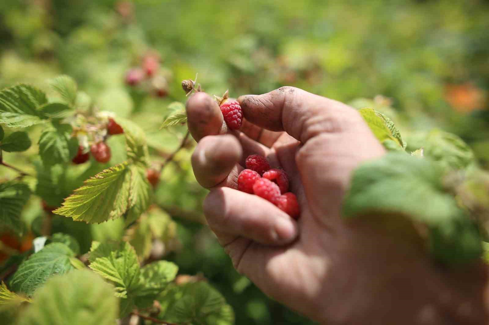 TÜRKİYE'NİN AHUDUDU ÜRETİMİNİN BÜYÜK BÖLÜMÜNÜN KARŞILANDIĞI BURSA'DA, AHUDUDU HASADI BU