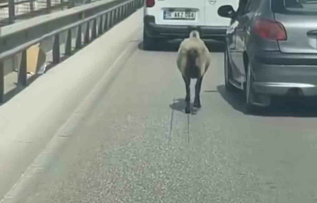 Bursa’da firar eden koyun, trafiği alt üst etti BURSA'DA FİRAR EDEN KOYUN, TRAFİĞİ ALT ÜST ETTİ