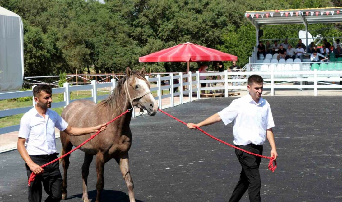 KARACABEY HARASI'NDA 55 TAYIN SATIŞINDAN 25 MİLYON 780 BİN LİRA