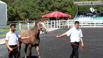 KARACABEY HARASI'NDA 55 TAYIN SATIŞINDAN 25 MİLYON 780 BİN LİRA