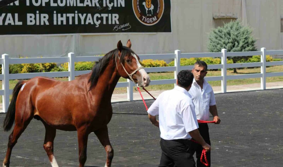 KARACABEY HARASI'NDA 59 TAYIN SATIŞINDAN 21 MİLYON 655 BİN LİRA