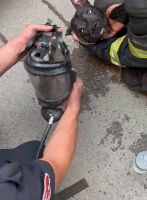 BURSA'NIN YENİŞEHİR İLÇESİNDE BİR PALET VE KERESTE FABRİKASINDA ÇIKAN BÜYÜK