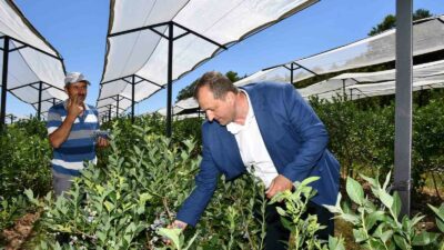 İZNİK BELEDİYESİ’NİN EV SAHİPLİĞİNDE 4. KEZ DÜZENLENECEK MAVİYEMİŞ FESTİVALİ BU