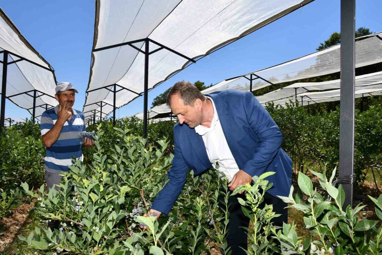 İZNİK BELEDİYESİ’NİN EV SAHİPLİĞİNDE 4. KEZ DÜZENLENECEK MAVİYEMİŞ FESTİVALİ BU