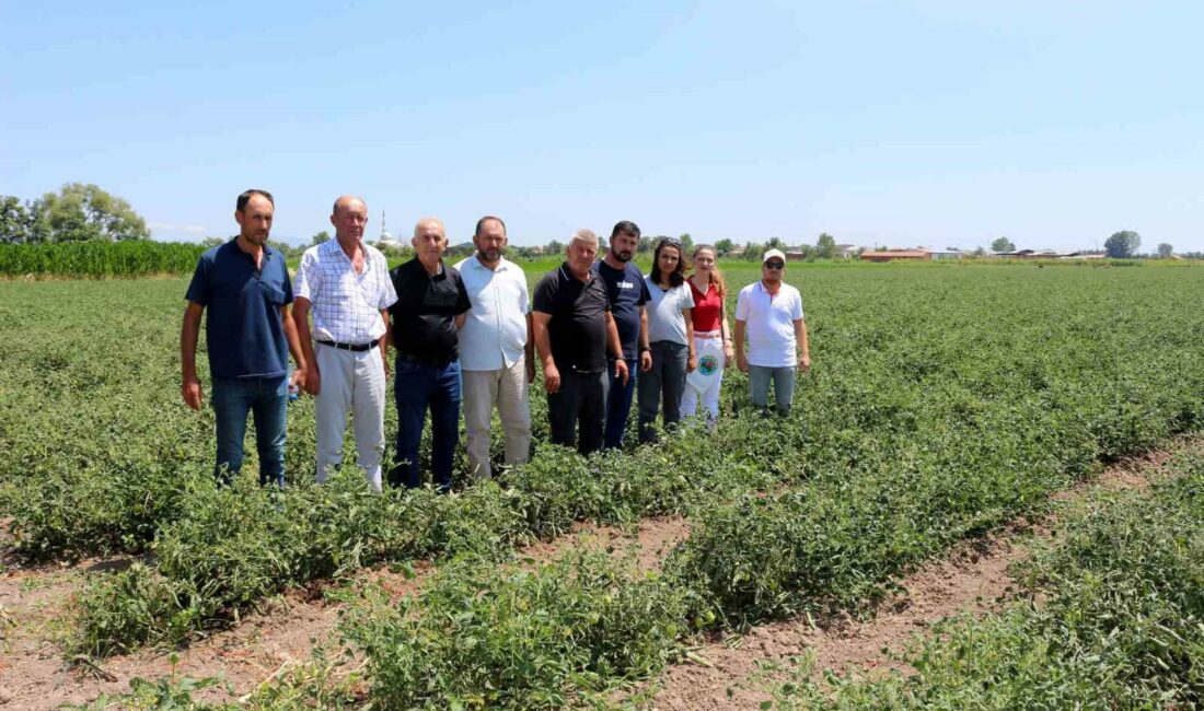 Karacabey ovasında fitotoksitite tehlikesi KARACABEY ZİRAAT ODASI, KARACABEY OVASI’NDA ÇOK SAYIDA ÇİFTÇİNİN MAĞDURİYET YAŞAYACAĞI