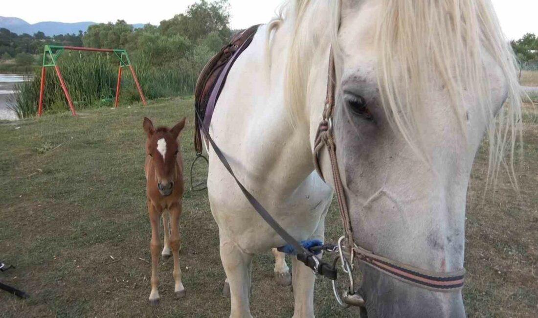 Kısır sanılan at, 10 yıl sonra ilk kez doğum yaptı BURSA'DA KISIR OLDUĞU SANILAN BİR DİŞİ AT İLK KEZ DOĞUM