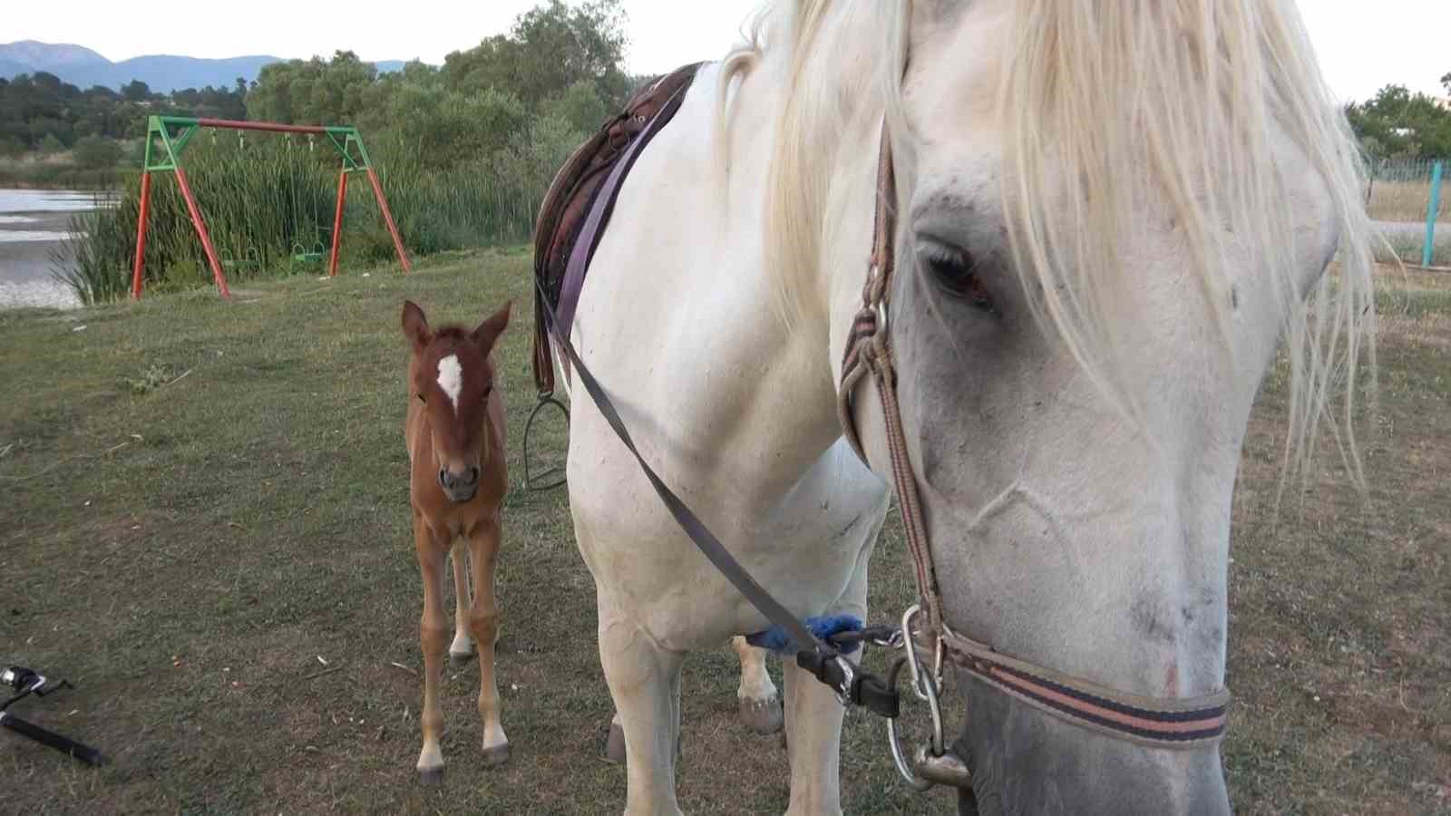 BURSA'DA KISIR OLDUĞU SANILAN BİR DİŞİ AT İLK KEZ DOĞUM