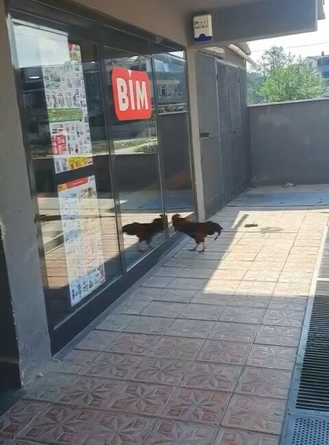 Markete giremeyen horoz camları dövdü BURSA'NIN KARACABEY İLÇESİNDE MARKETE GİRMEK İSTEYEN HOROZ, İÇERİ ALINMAYINCA CAMLARI