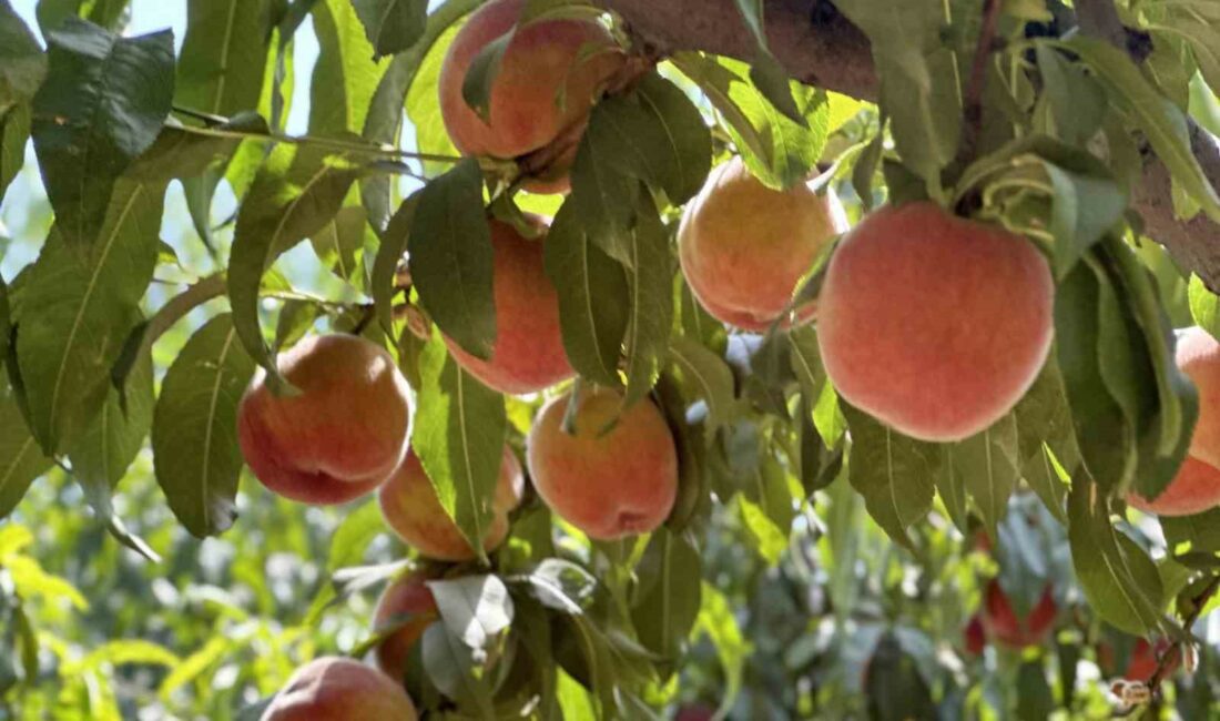 Bursa şeftalisinde 14 bin ton rekolte bekleniyor MEŞHUR BURSA ŞEFTALİSİNDE HASAT BAŞLADI. KESTEL İLÇESİNDE 4 BİN 460