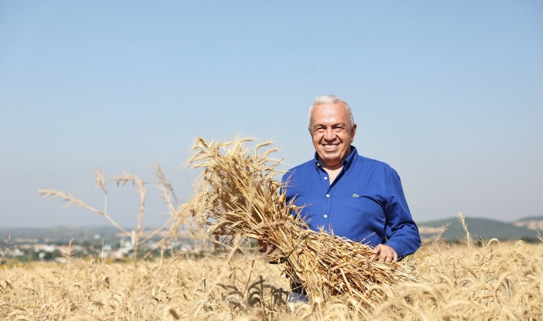 Nilüfer’de yerel tohumdan üretilen buğday hasadı başladı NİLÜFER BELEDİYESİ, NİLKOOP İŞ BİRLİĞİ İLE 71 DÖNÜMDE EKTİĞİ BUĞDAYLARI