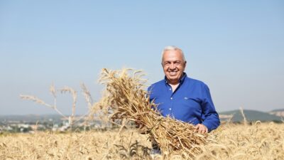 NİLÜFER BELEDİYESİ, NİLKOOP İŞ BİRLİĞİ İLE 71 DÖNÜMDE EKTİĞİ BUĞDAYLARI