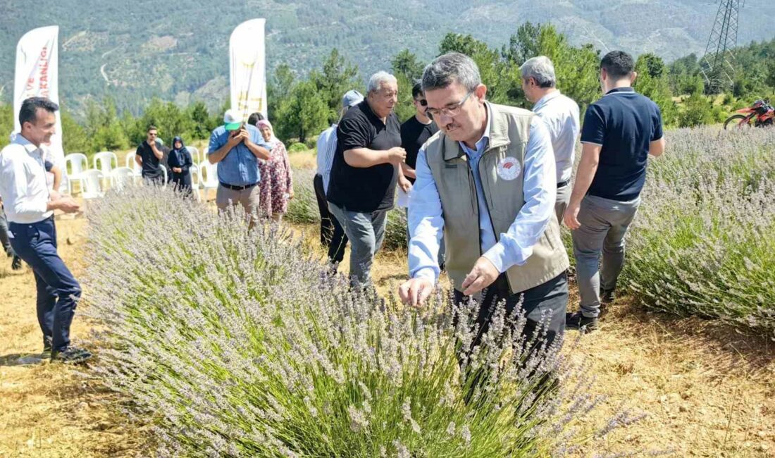 Orhaneli’nde lavanta hasadı başladı BURSA’NIN ORHANELİ İLÇESİNDE YILIN İLK LAVANTA HASADI BAŞLADI