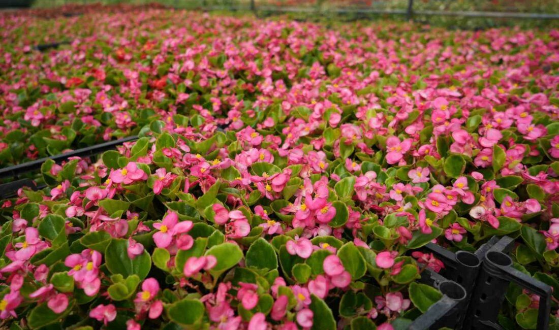 BURSA'DA 900 RAKIMDA KURDUĞU SERADA SÜS BİTKİLERİ YETİŞTİREN MEHMET SAKARYA,