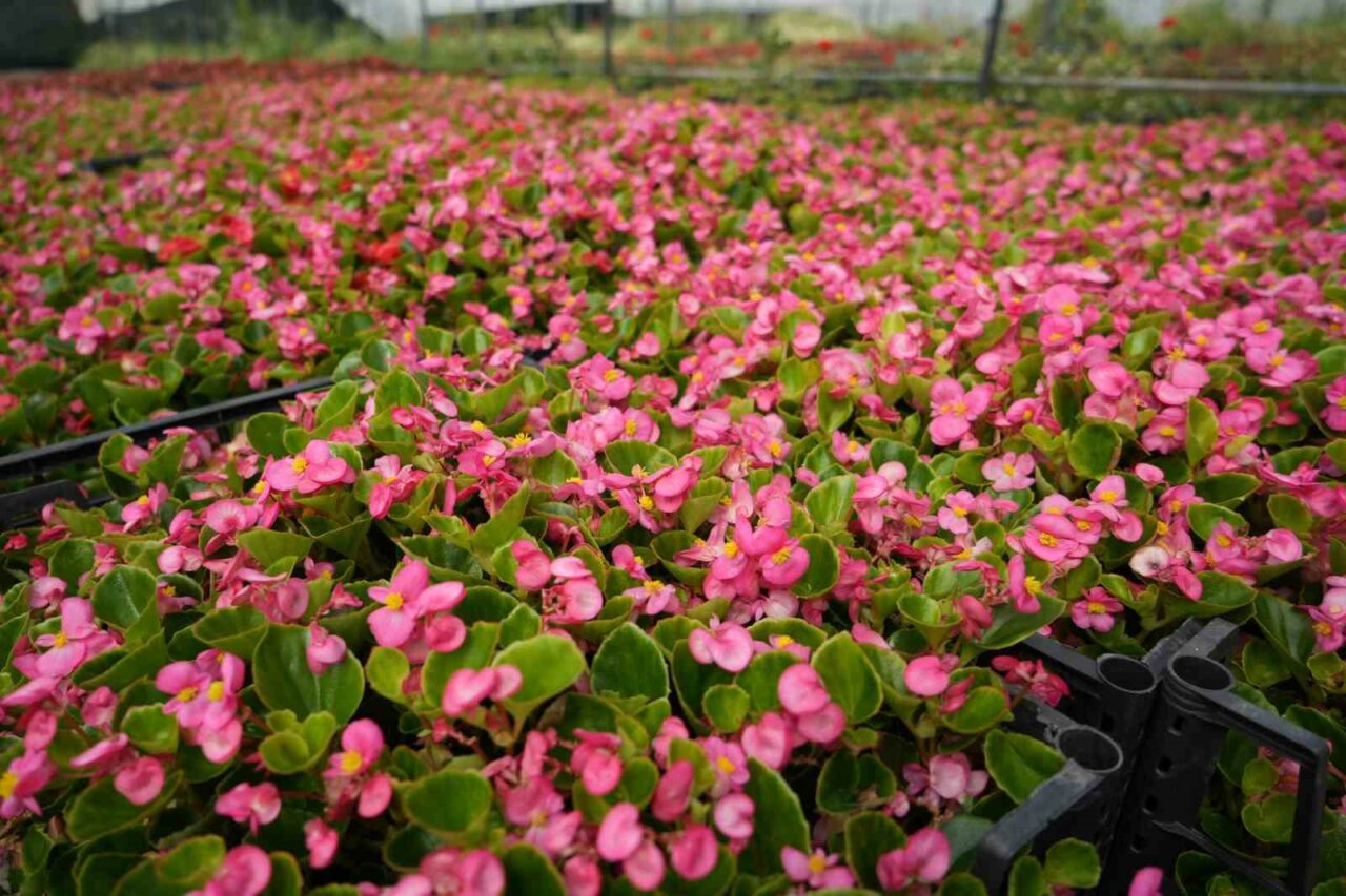 BURSA'DA 900 RAKIMDA KURDUĞU SERADA SÜS BİTKİLERİ YETİŞTİREN MEHMET SAKARYA,