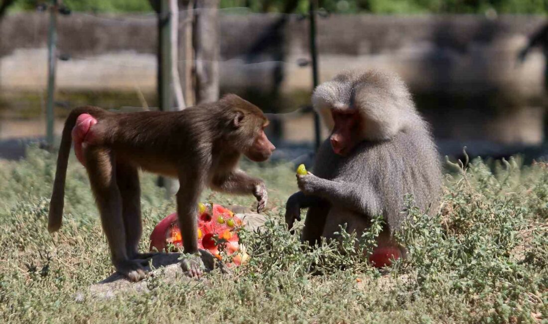Maymunlara dondurma sürprizi HER YIL TEMMUZ AYININ ÜÇÜNCÜ PAZAR GÜNÜNDE KUTLANAN DÜNYA DONDURMA