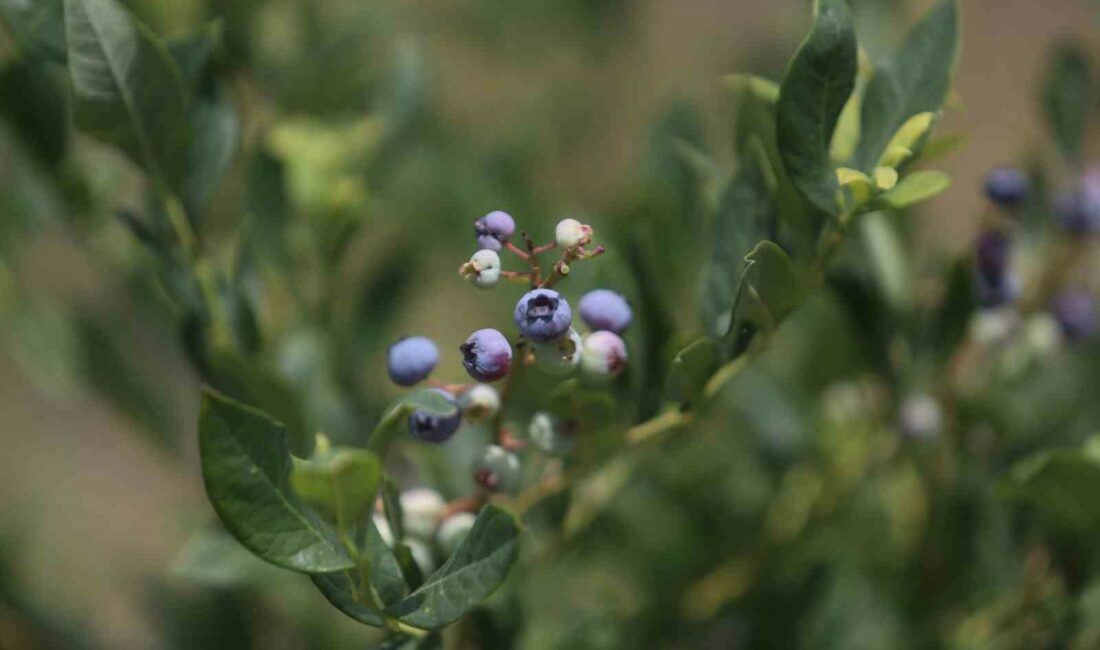 ANTİOKSİDAN DEPOSU OLARAK BİLİNEN VE BİRÇOK VİTAMİN İÇİNDE BARINDIRAN YABAN