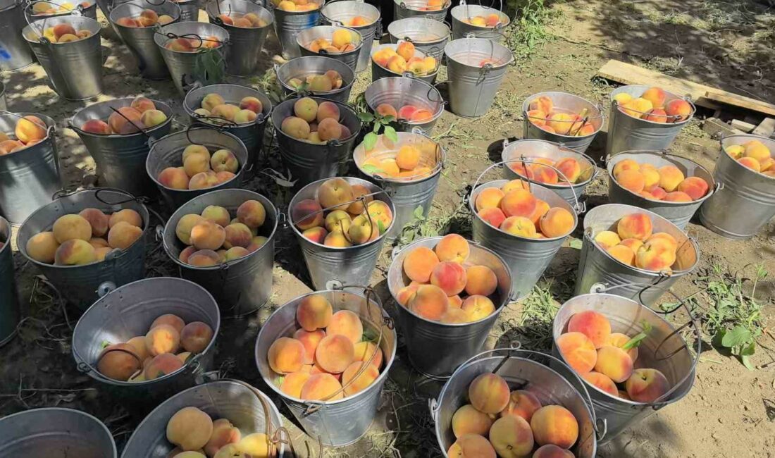 Tescilli Bursa şeftalisinin hasadı başladı BURSA'NIN TESCİLLİ ÜRÜNÜ OLAN GLOHAVEN CİNSİ ŞEFTALİNİN HASADI İNEGÖL'DE BAŞLADI.