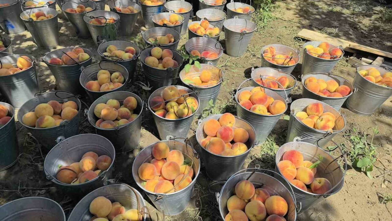 BURSA'NIN TESCİLLİ ÜRÜNÜ OLAN GLOHAVEN CİNSİ ŞEFTALİNİN HASADI İNEGÖL'DE BAŞLADI.