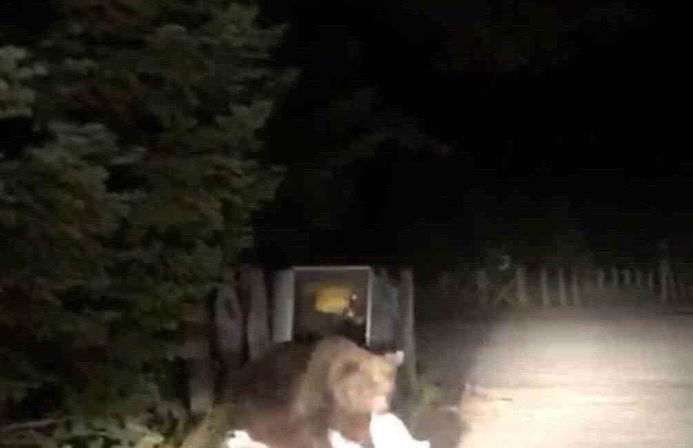 Uludağ’da aç kalan ayı yemek ararken görüntülendi ULUDAĞ'DA AÇ KALAN AYI, ÇÖP KONTEYNERLERİNDE YEMEK ARARKEN GÖRÜNTÜLENDİ.