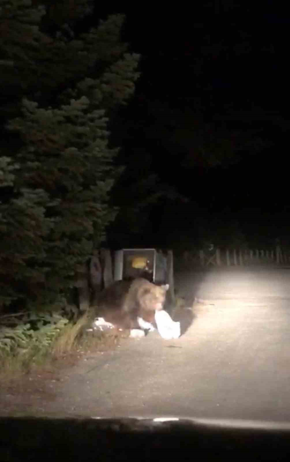 ULUDAĞ'DA AÇ KALAN AYI, ÇÖP KONTEYNERLERİNDE YEMEK ARARKEN GÖRÜNTÜLENDİ.