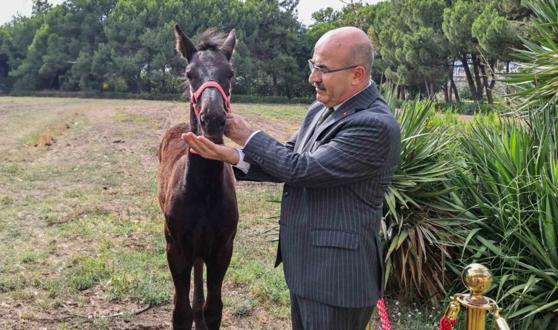 Vali Demirtaş’tan Askeri Veteriner Okulu’na ziyaret BURSA VALİSİ MAHMUT DEMİRTAŞ, GEMLİK’TE BULUNAN ASKERİ VETERİNER OKULU’NU ZİYARET