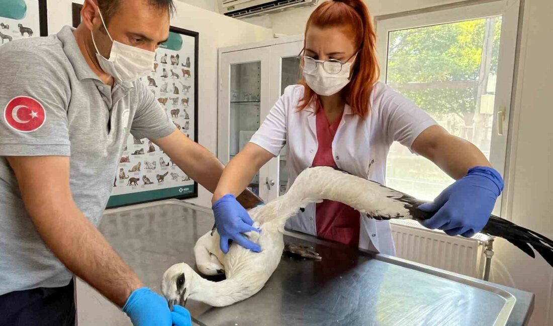 Yaralı leylek Osmangazi’de şifa buldu OSMANGAZİ BELEDİYESİ, NİLÜFERKÖY MAHALLESİ’NDE YER ALAN MERKEZ CAMİ’NİN İÇERİSİNE