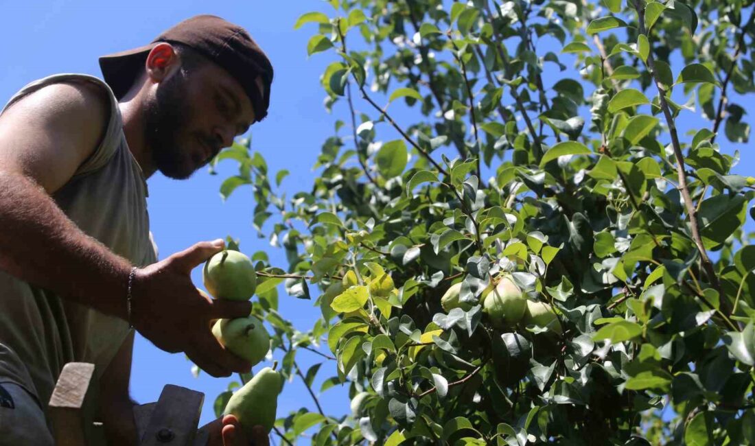 Yaz tatilinde tarlaya koştular, 40 derece sıcakta hasat yaptılar TÜRKİYE’NİN ARMUT BAHÇESİ OLAN BURSA’NIN GÜRSU İLÇESİNDE SANTA MARİA ARMUDU