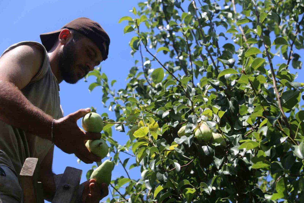 TÜRKİYE’NİN ARMUT BAHÇESİ OLAN BURSA’NIN GÜRSU İLÇESİNDE SANTA MARİA ARMUDU