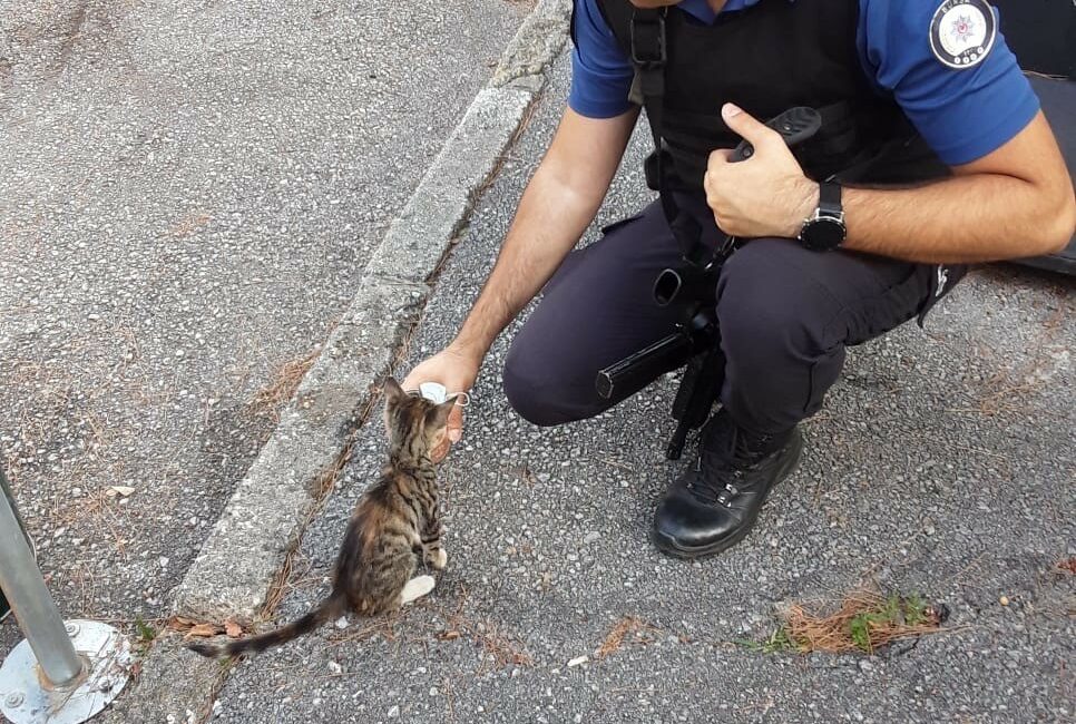 Yeni doğan kedi, polis merkezinin maskotu oldu YENİ DOĞAN KEDİ, POLİS MERKEZİNİN MASKOTU OLDU