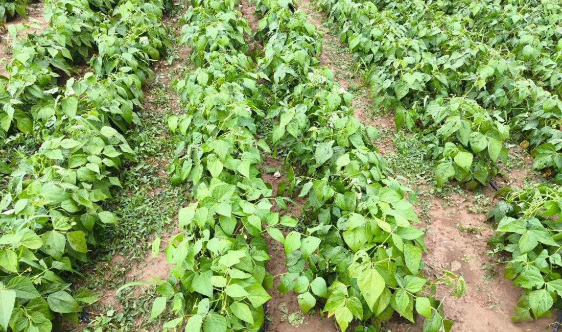 Yenişehir’de 2 bin dekarlık alandaki ürünleri dolu vurdu BURSA'NIN YENİŞEHİR İLÇESİNDE ETKİLİ OLAN DOLU YAĞIŞI, 2 BİN DEKARLIK