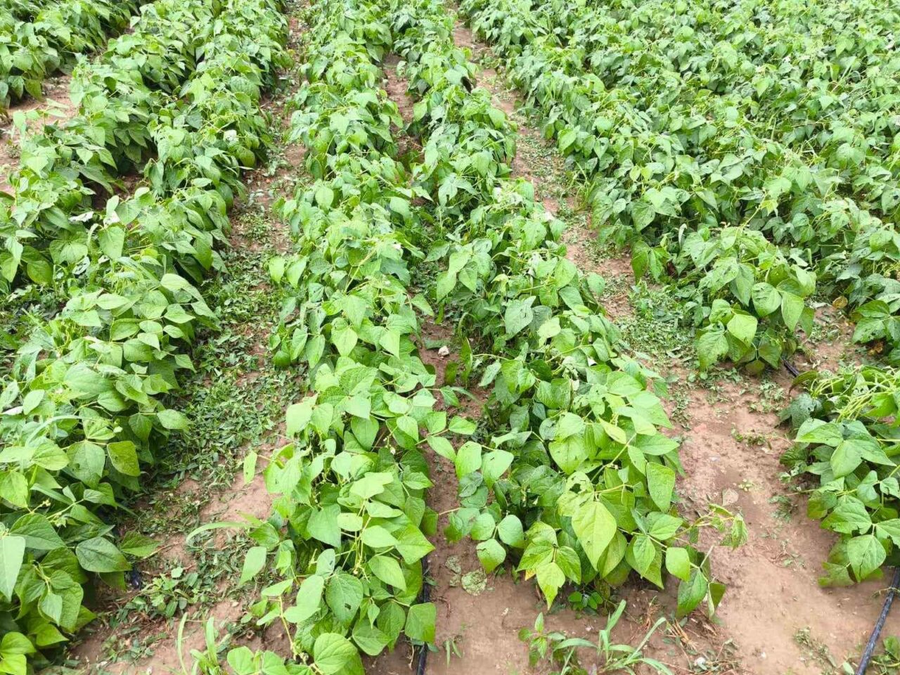 BURSA'NIN YENİŞEHİR İLÇESİNDE ETKİLİ OLAN DOLU YAĞIŞI, 2 BİN DEKARLIK