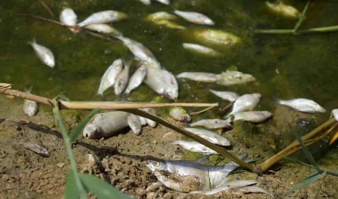 Zehir akan Nilüfer Çayı’nda atık su deşarjı tespit edilemedi ULUDAĞ'IN GÜNEYİNDEN AKAN VE BURSA OVASINI TEK BAŞINA BESLEYEN NİLÜFER