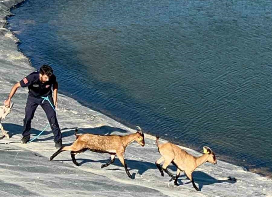 Bursa’da sulama göletinde mahsur hayvanları itfaiye kurtardı BURSA'NIN İNEGÖL DE SULAMA GÖLETİNE DÜŞEN 6 KÜÇÜKBAŞ HAYVAN VE