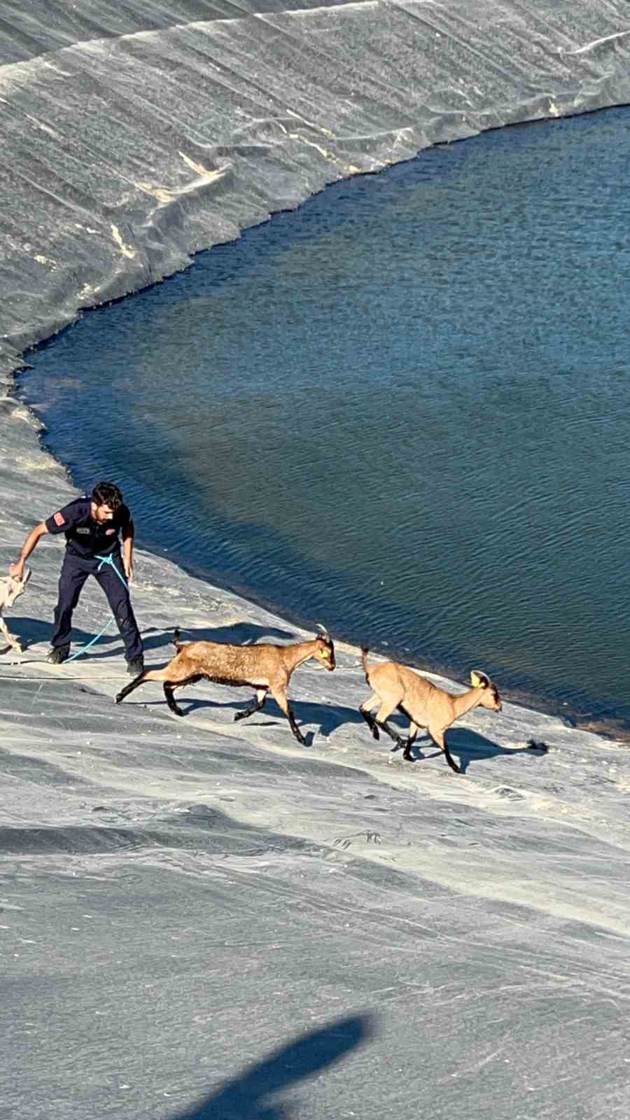 BURSA'NIN İNEGÖL DE SULAMA GÖLETİNE DÜŞEN 6 KÜÇÜKBAŞ HAYVAN VE