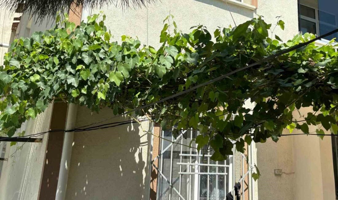 Bebeği ölümden üzüm asması korudu BEBEĞİ ÖLÜMDEN ÜZÜM ASMASI KORUDU