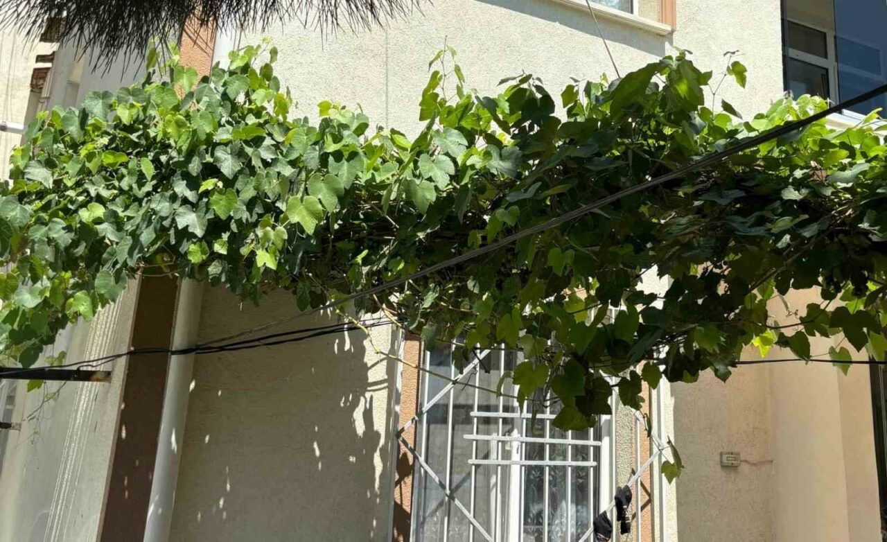 BEBEĞİ ÖLÜMDEN ÜZÜM ASMASI KORUDU