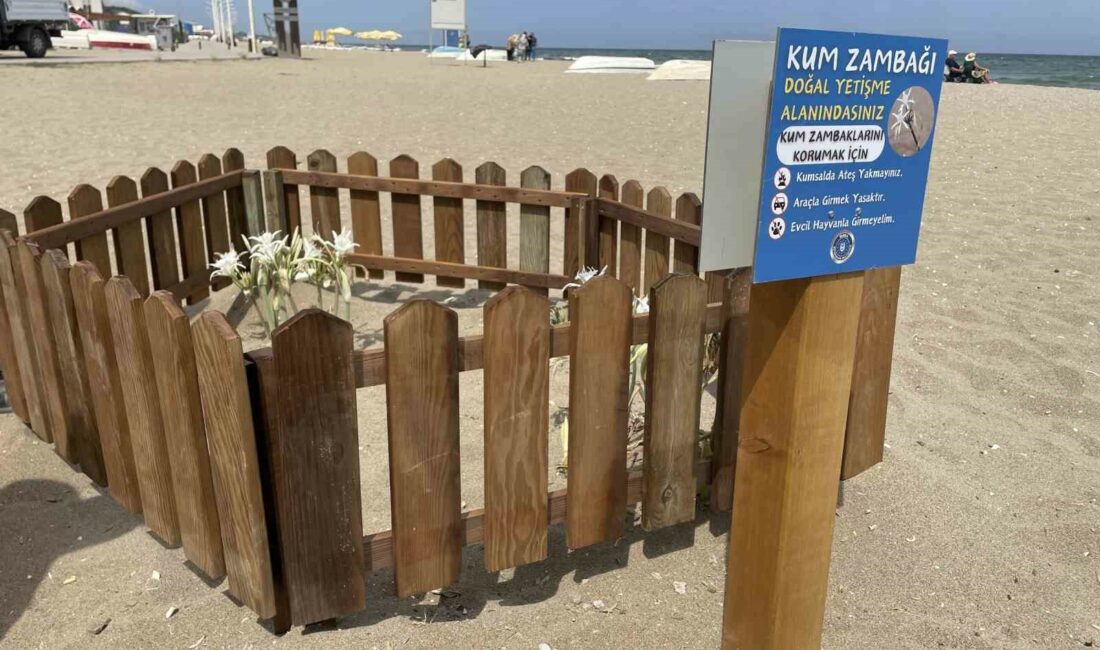 Bursa sahillerinde görülen ‘kum zambakları’ koruma altında BURSA SAHİLLERİNDE YETİŞEN VE DÜNYADA NADİR RASTLANAN KUM ZAMBAKLARI, BURSA