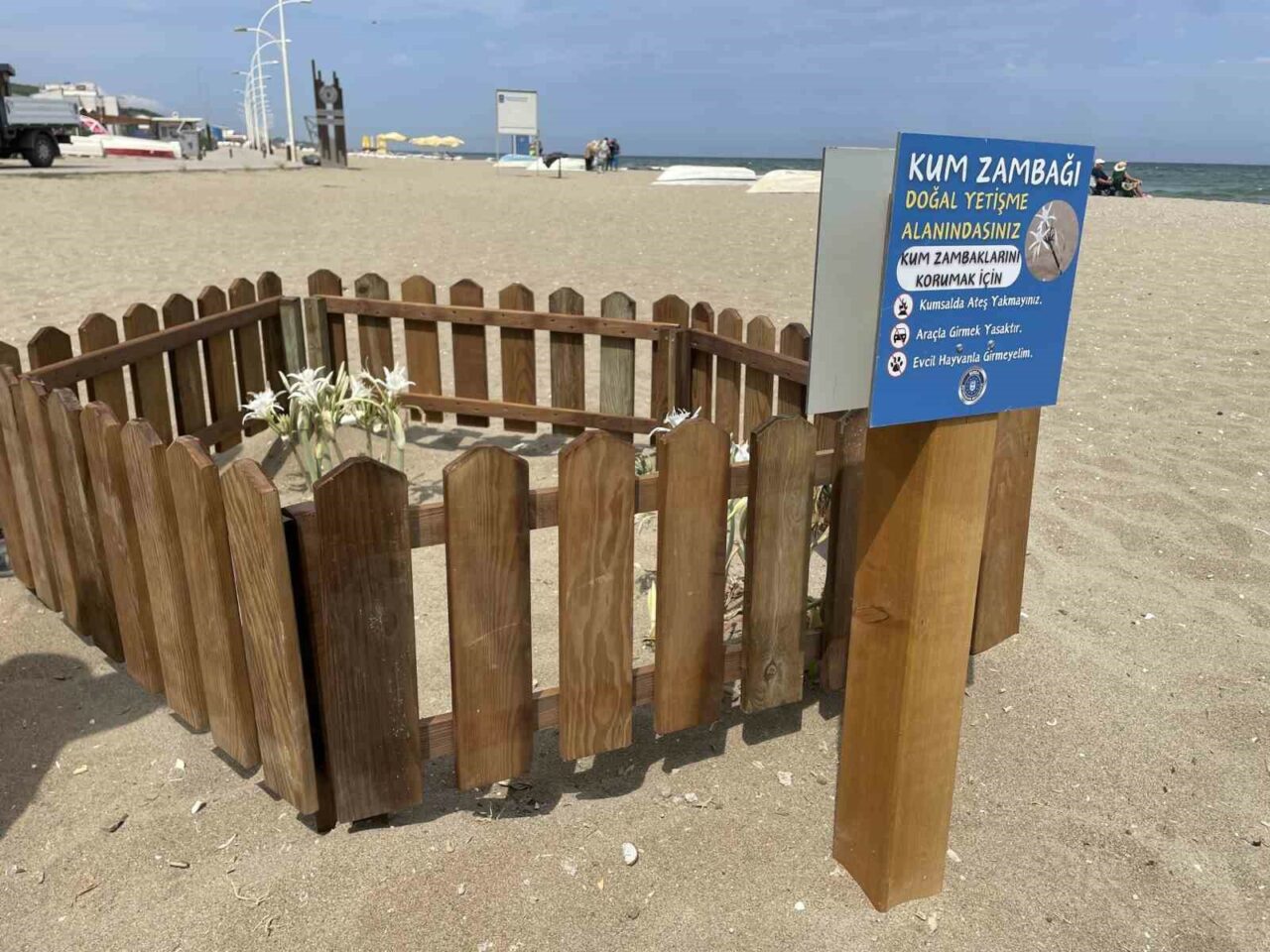 BURSA SAHİLLERİNDE YETİŞEN VE DÜNYADA NADİR RASTLANAN KUM ZAMBAKLARI, BURSA